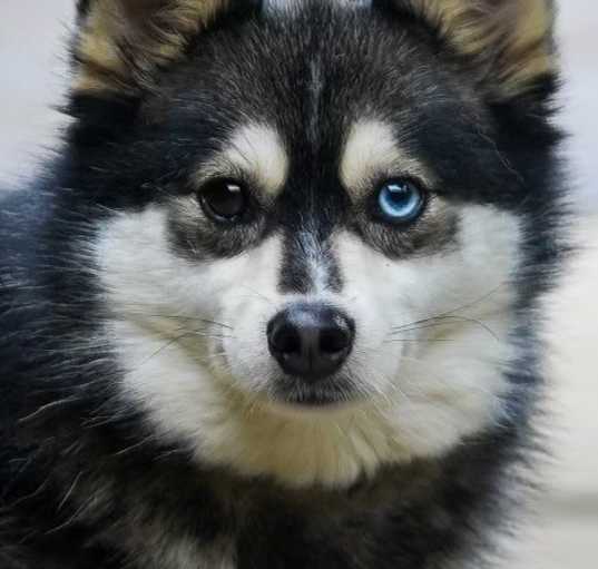 Photo of Kona Ice Kermit POMSKY HOUSE TRAINED & GOOD WITH KIDS!