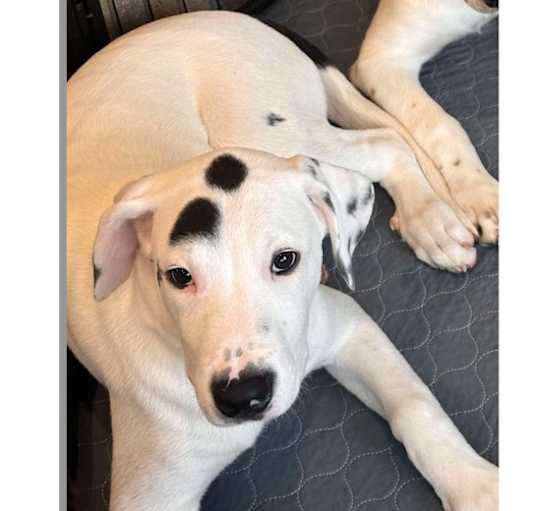 Photo of Zeus 2 (CP)