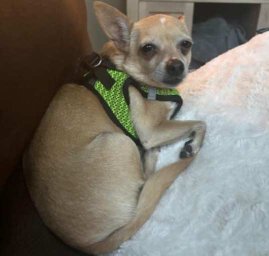 Photo of Chico
