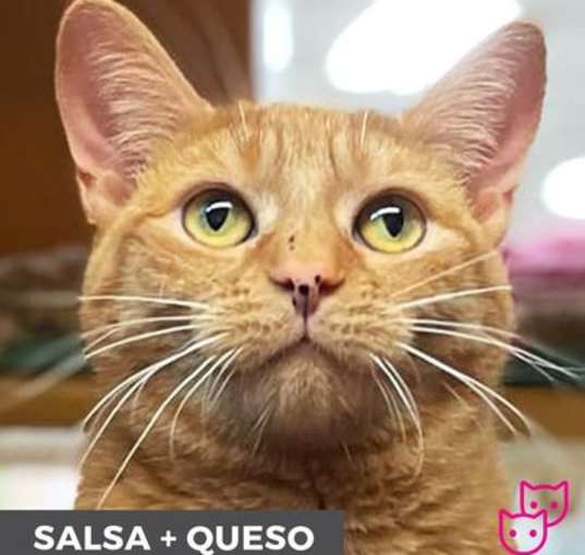 Photo of Salsa (bonded with Queso)