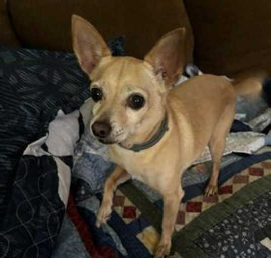 Photo of Peanut