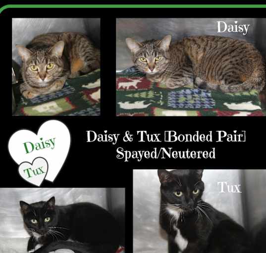 Photo of Daisy & Tux (Spayed/Neutered)