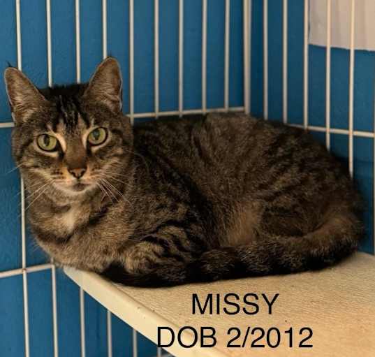 Photo of Missy