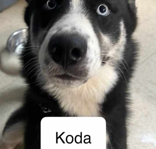 Photo of Koda B368