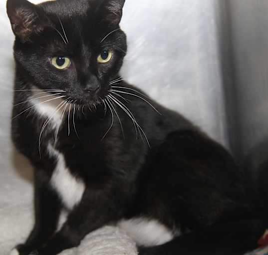 Photo of Tux fka Mike-D (Neutered)