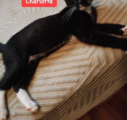 Photo of Charlotte