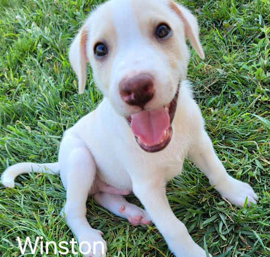 Photo of Winston