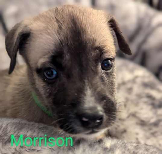 Photo of Morrison - Springboard Litter