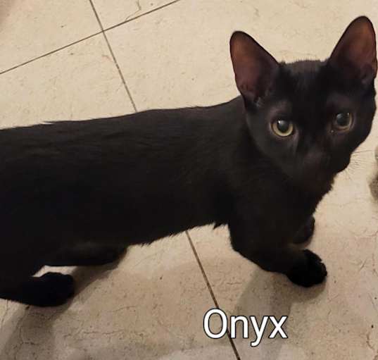 Photo of Onyx