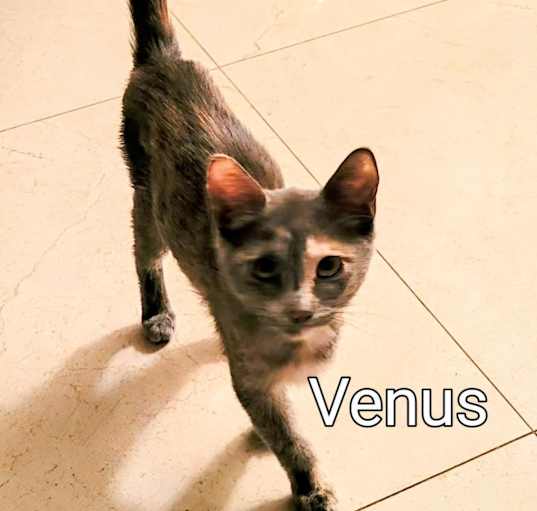 Photo of Venus