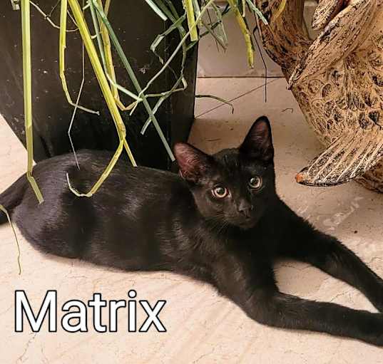 Photo of Matrix