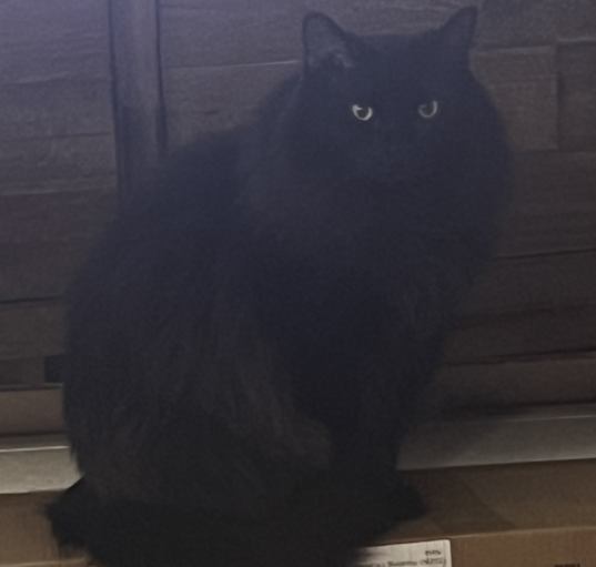 Photo of Loki