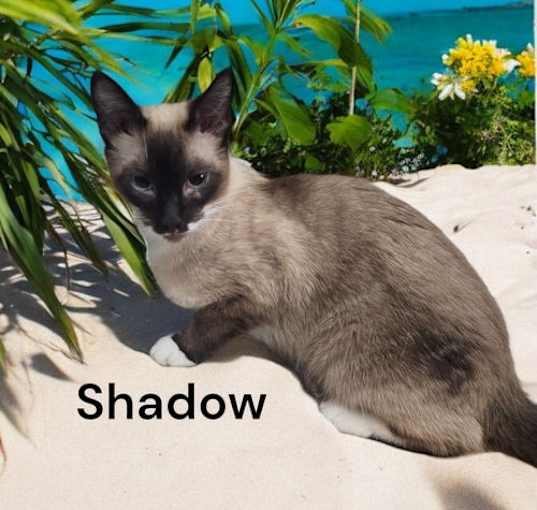 Photo of Shadow