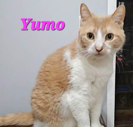 Photo of Yumo