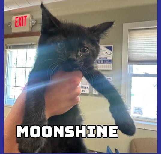 Photo of Moonshine