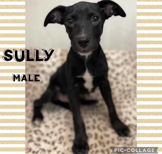 Photo of Sully Adoption Pending