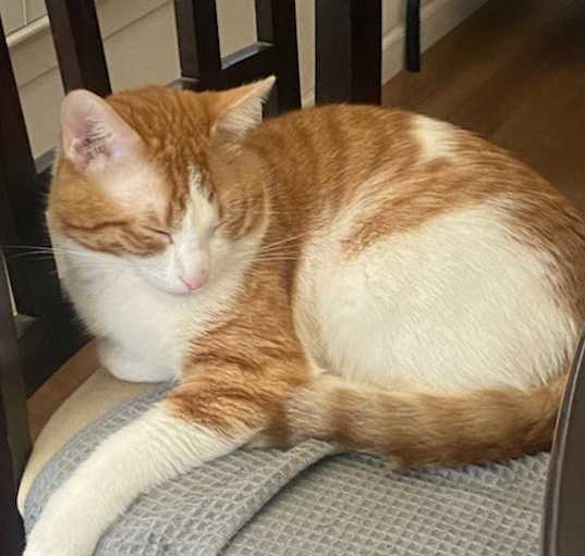 Photo of Nemo