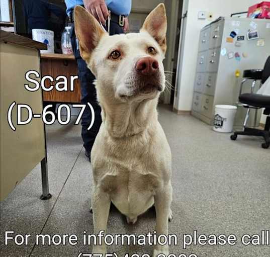 Photo of Scar