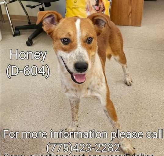 Photo of Honey