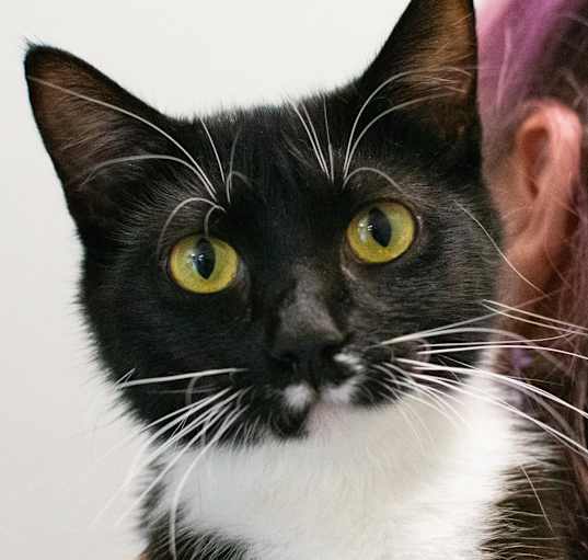 Photo of Jewel~ Housed at Sullivan Petsense