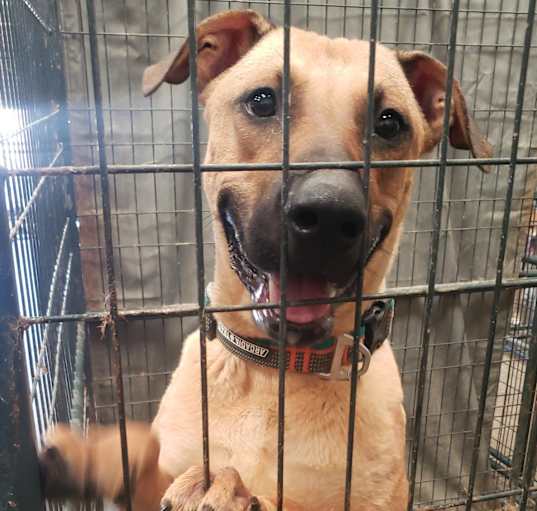 Photo of Scooby