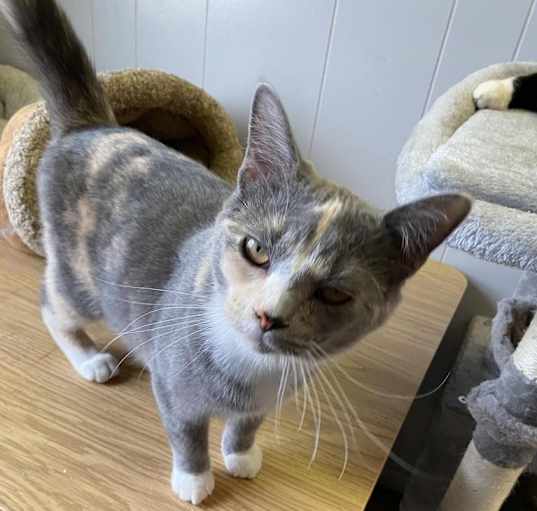 Photo of Widget
