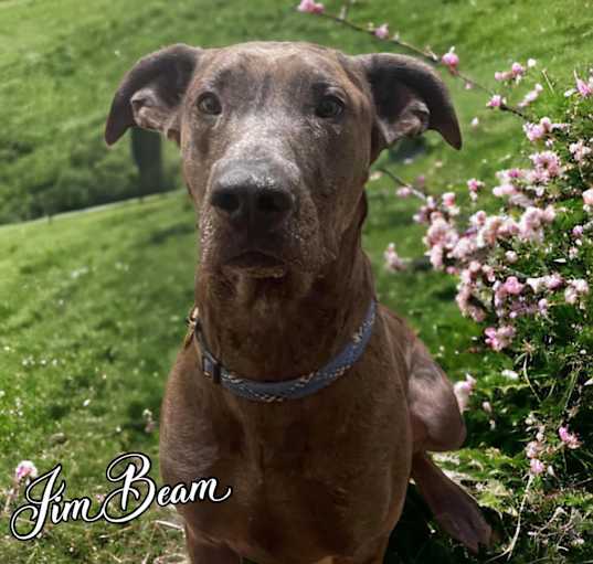 Photo of Jim Beam