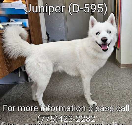 Photo of Juniper