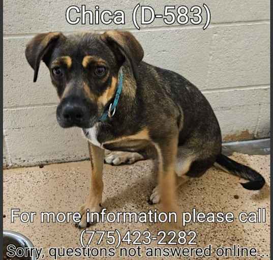 Photo of Chica