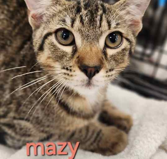 Photo of Mazy