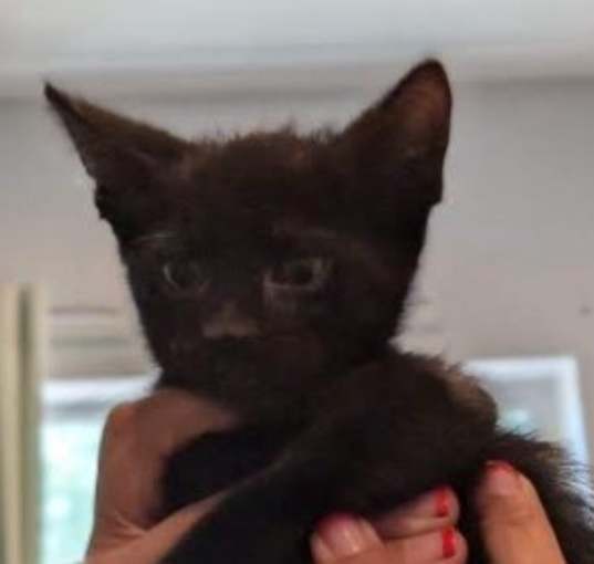 Photo of Black male kitten