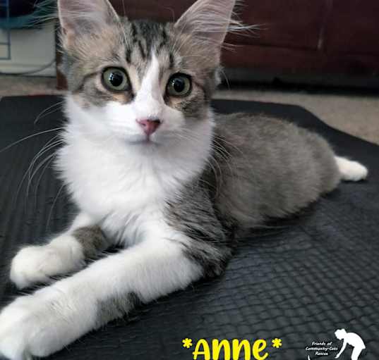 Photo of Anne