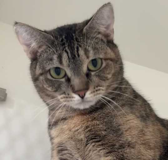 Photo of Mercedes