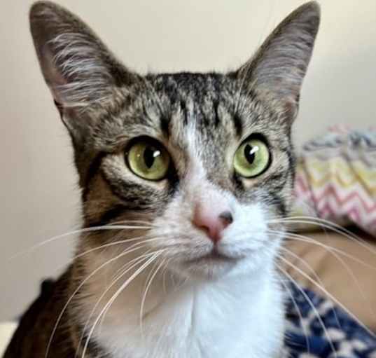 Photo of Sugarfoot