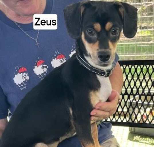 Photo of Zeus