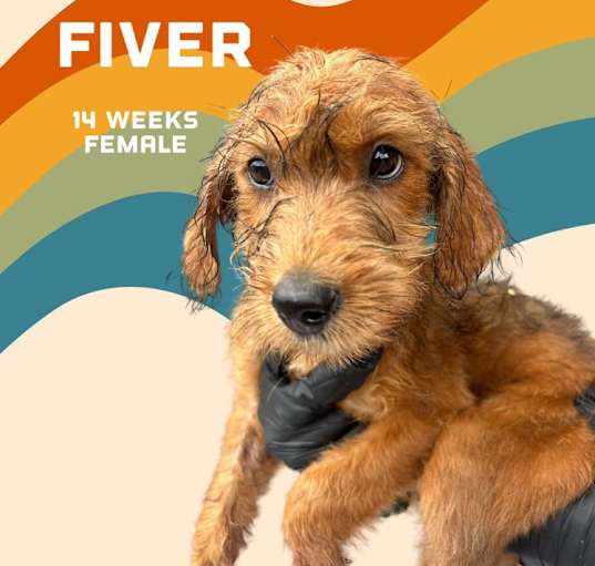 Photo of Fiver (Carolina Litter)