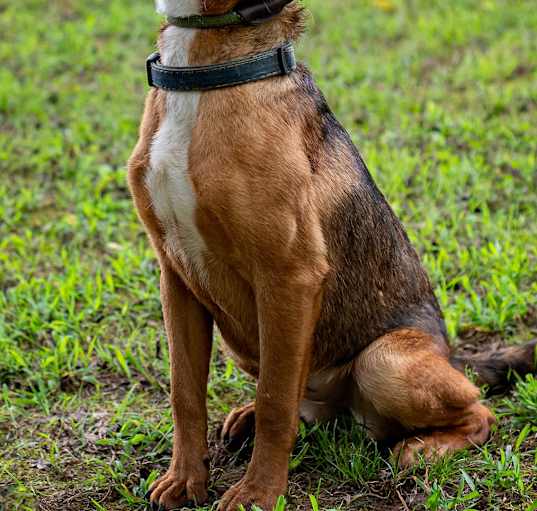 Photo of Echo
