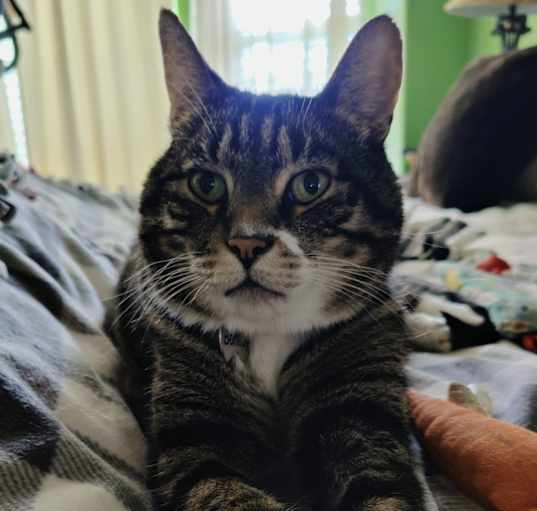 Photo of Bentley