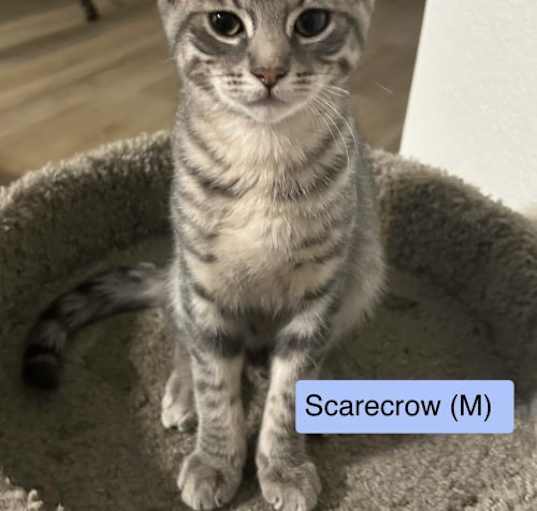 Photo of Scarecrow