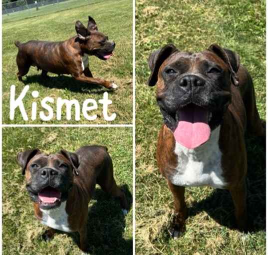 Photo of Kismet