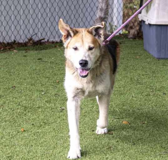 Photo of Tony (Cocoa Adoption Center)