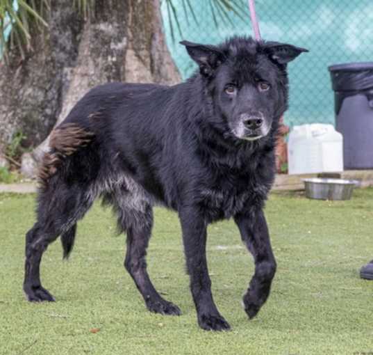 Photo of Tiberius (Bear) (Cocoa Adoption Center)