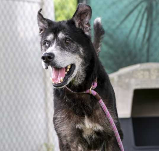 Photo of Odin (Thor) (Cocoa Adoption Center)