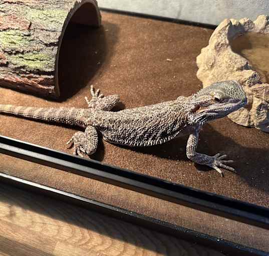 Photo of Bearded Dragon(Fairfield)