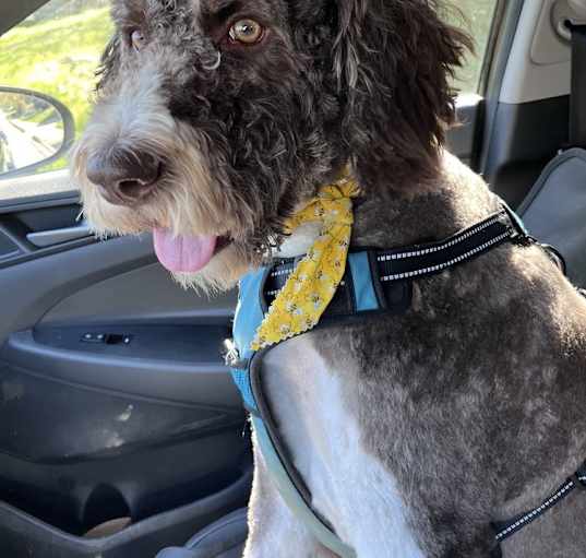 Photo of Max / Monsieur LeFloof
