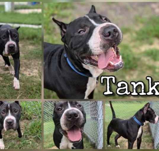 Photo of Tank