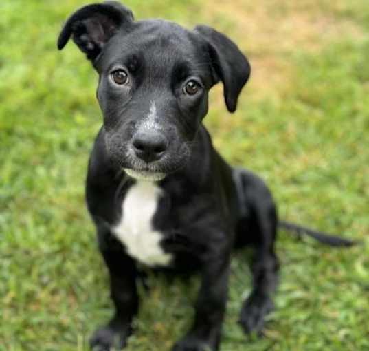 Photo of Field Pup - Javelin