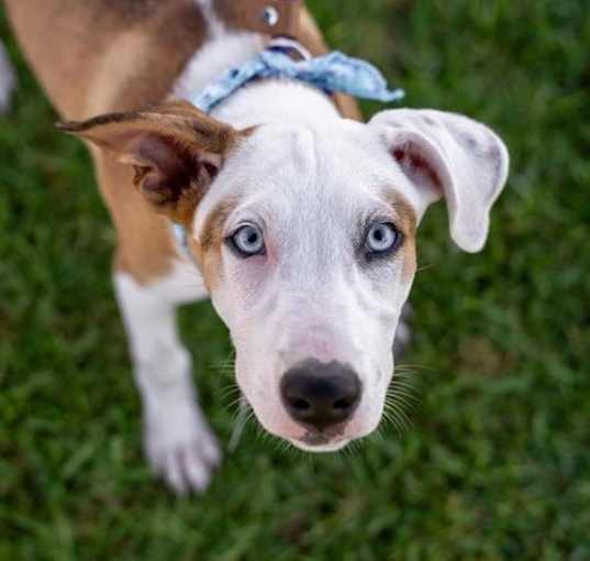 Photo of Gold Pup - Liam