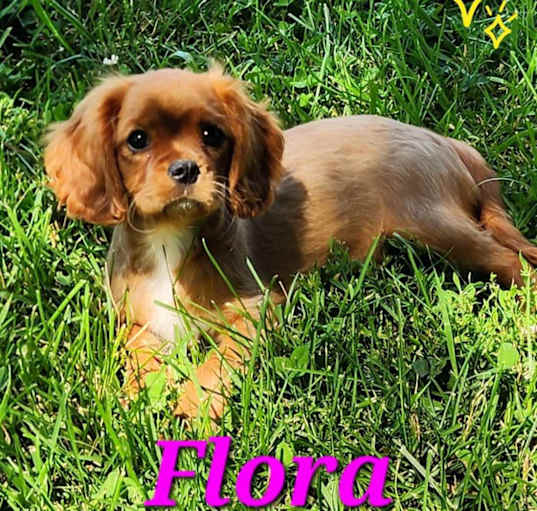 Photo of Flora