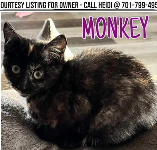 Photo of Monkey - COURTESY LISTING